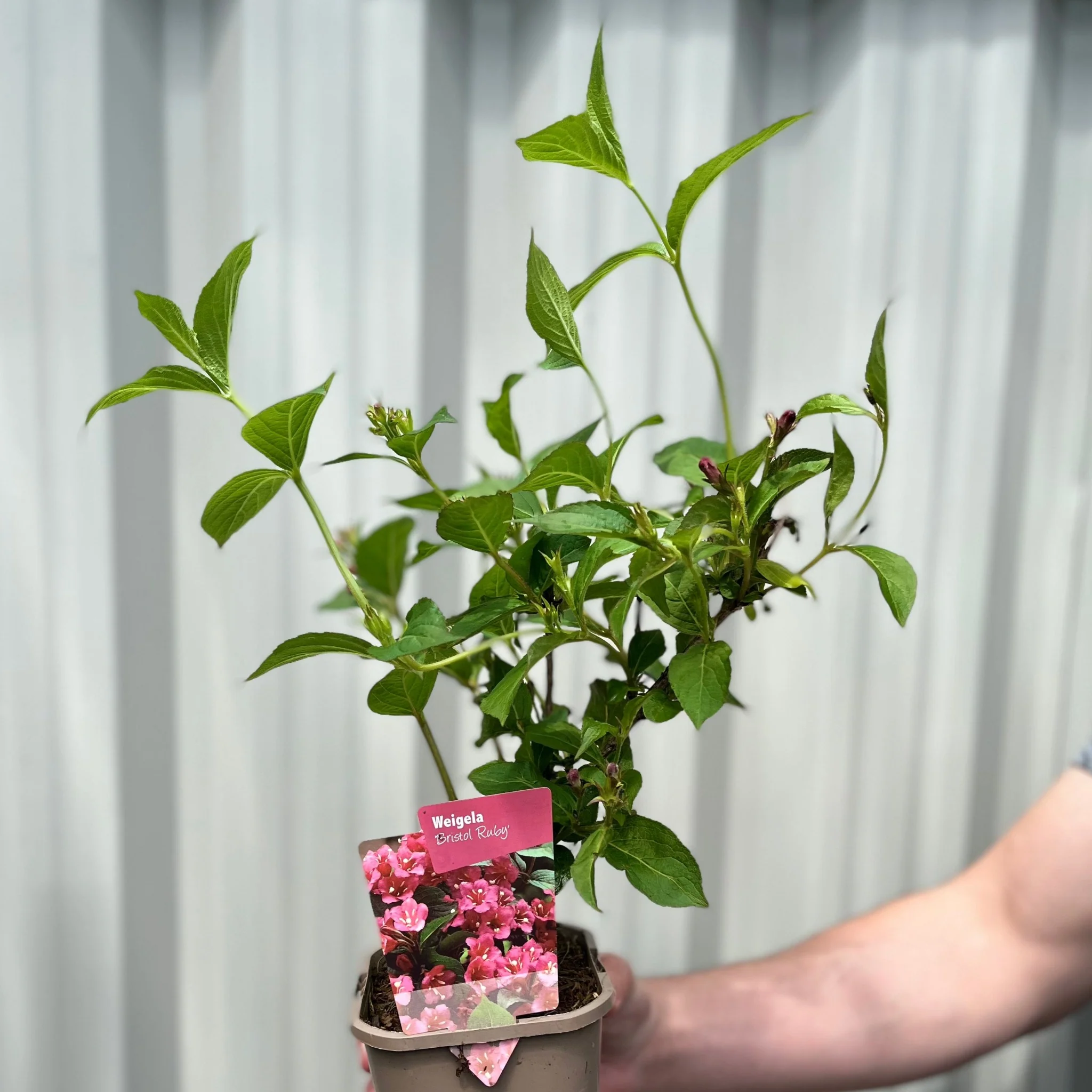 Weigela Florida 'Bristol Ruby' (2 Sizes Available) - Image 2