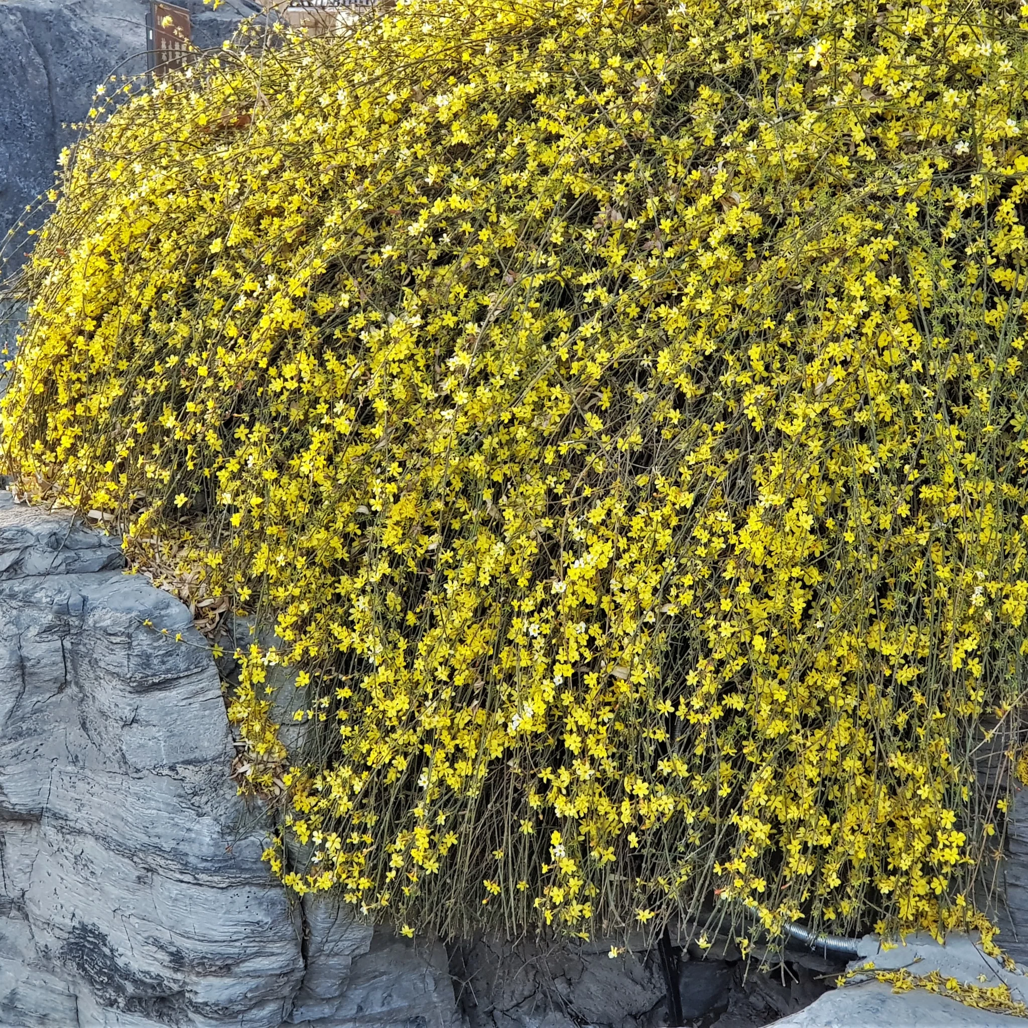 Winter Jasmine | Jasminum nudiflorum | Yellow 2L / 4L - Image 3