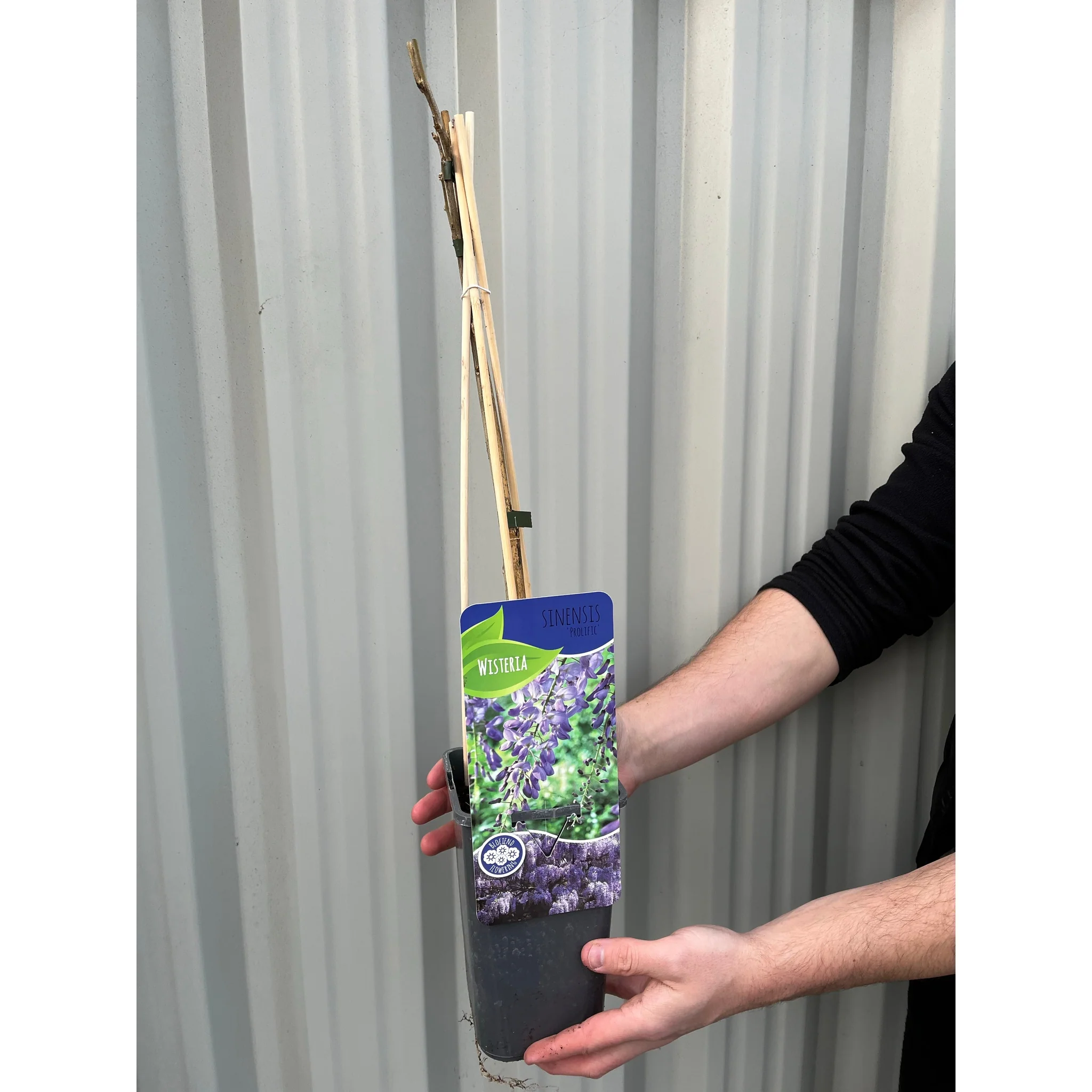 Wisteria sinensis 'Prolific' (Blue) 60cm - Image 2