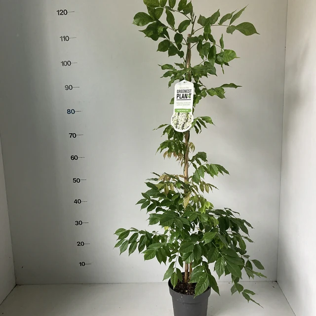 Wisteria sinensis 'Alba' 2L 100-120cm