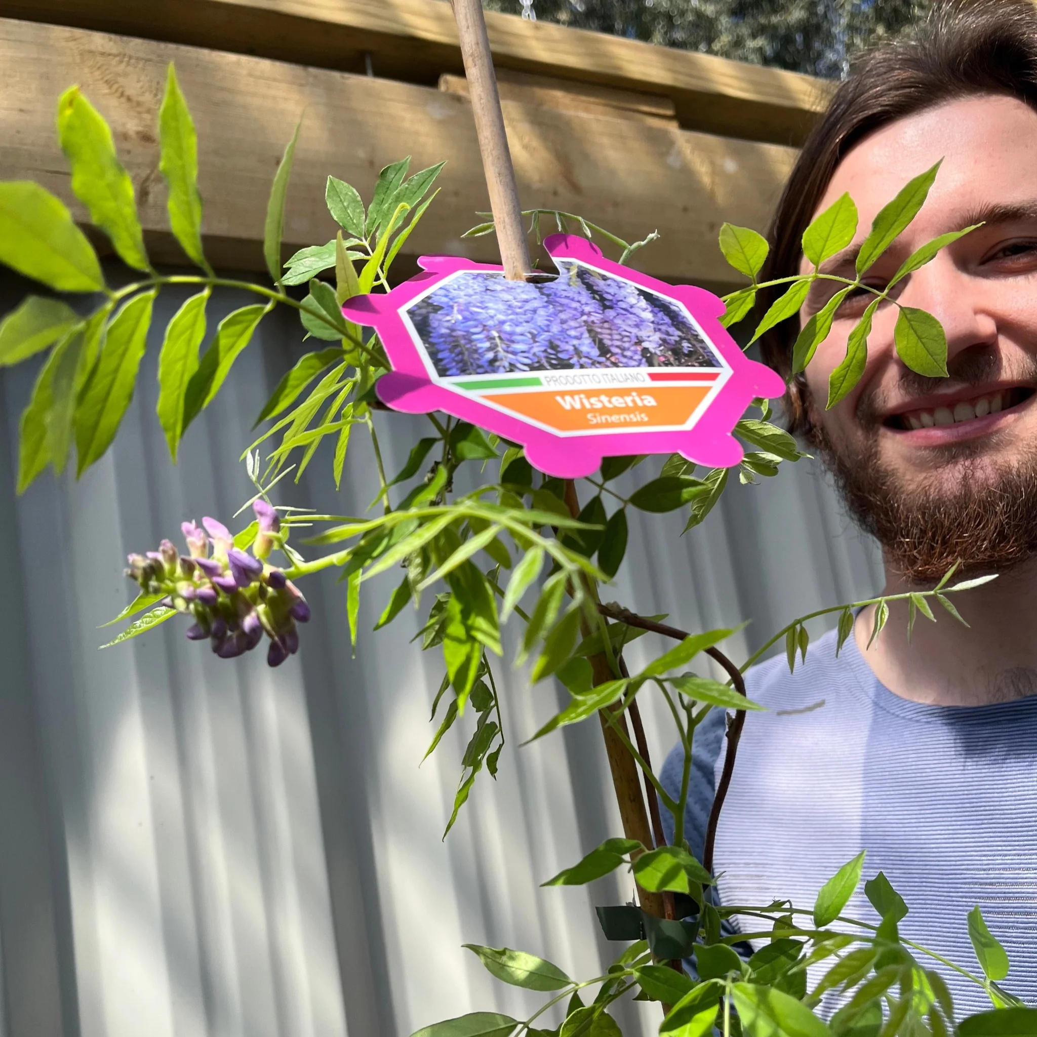 Wisteria sinensis 'Amethyst Falls' 3L - Image 2