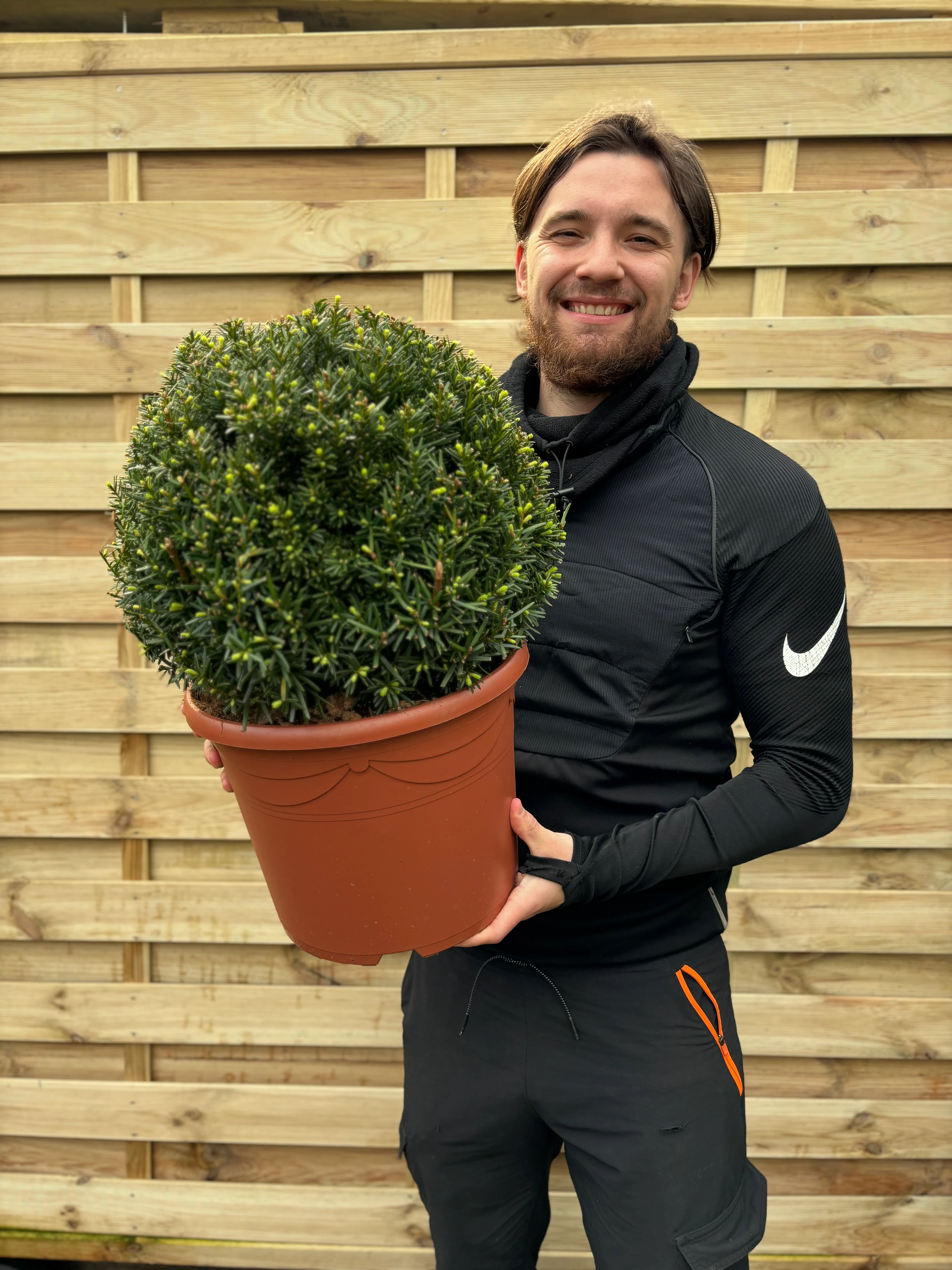 Yew Ball - Taxus Baccata Ball 6L / 7L / 10L / 22L - Image 4
