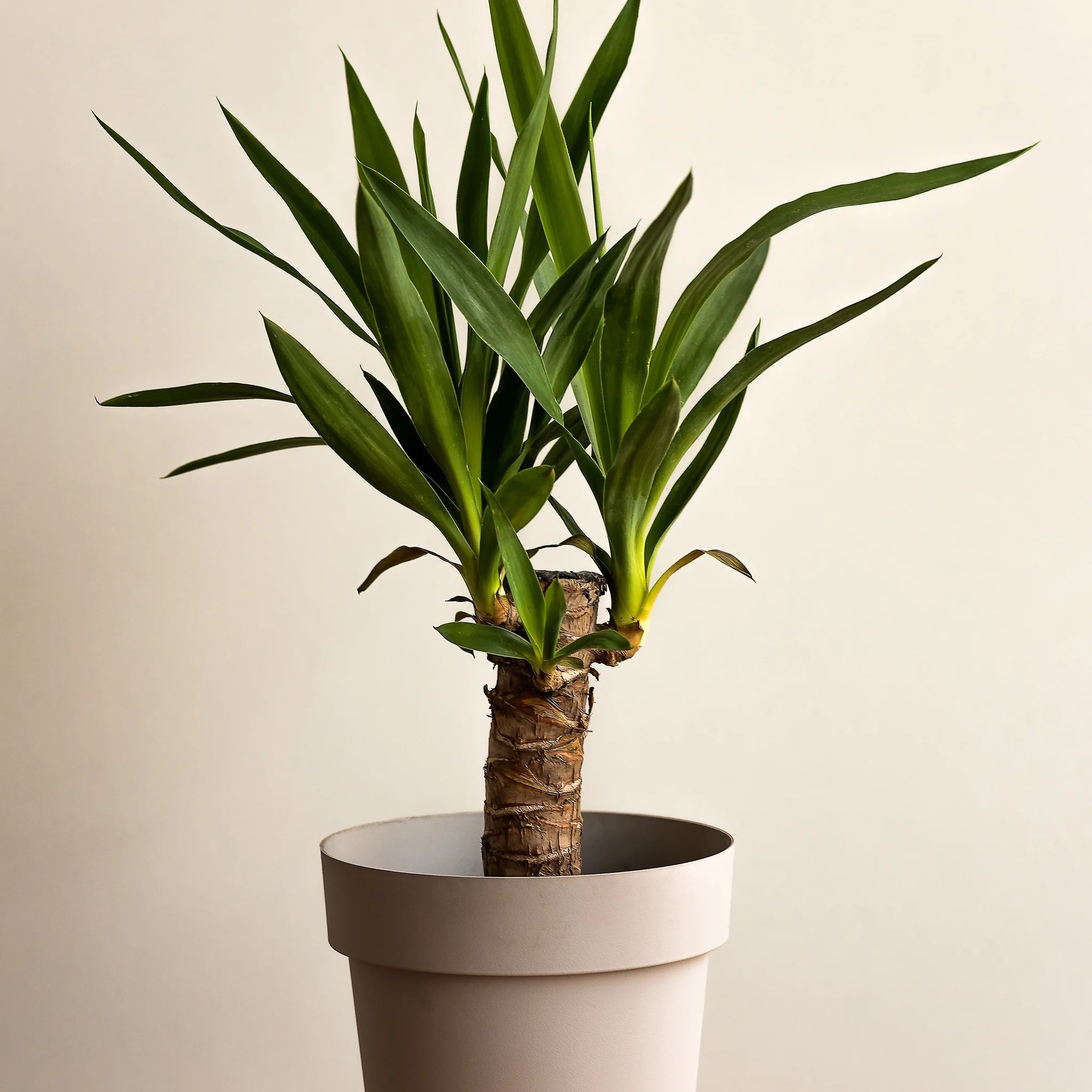 Yucca elephantipe 40-45cm