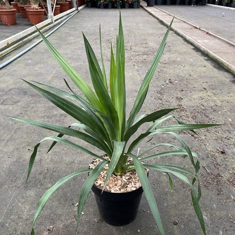 Yucca 'Gloriosa' 3L - Image 2